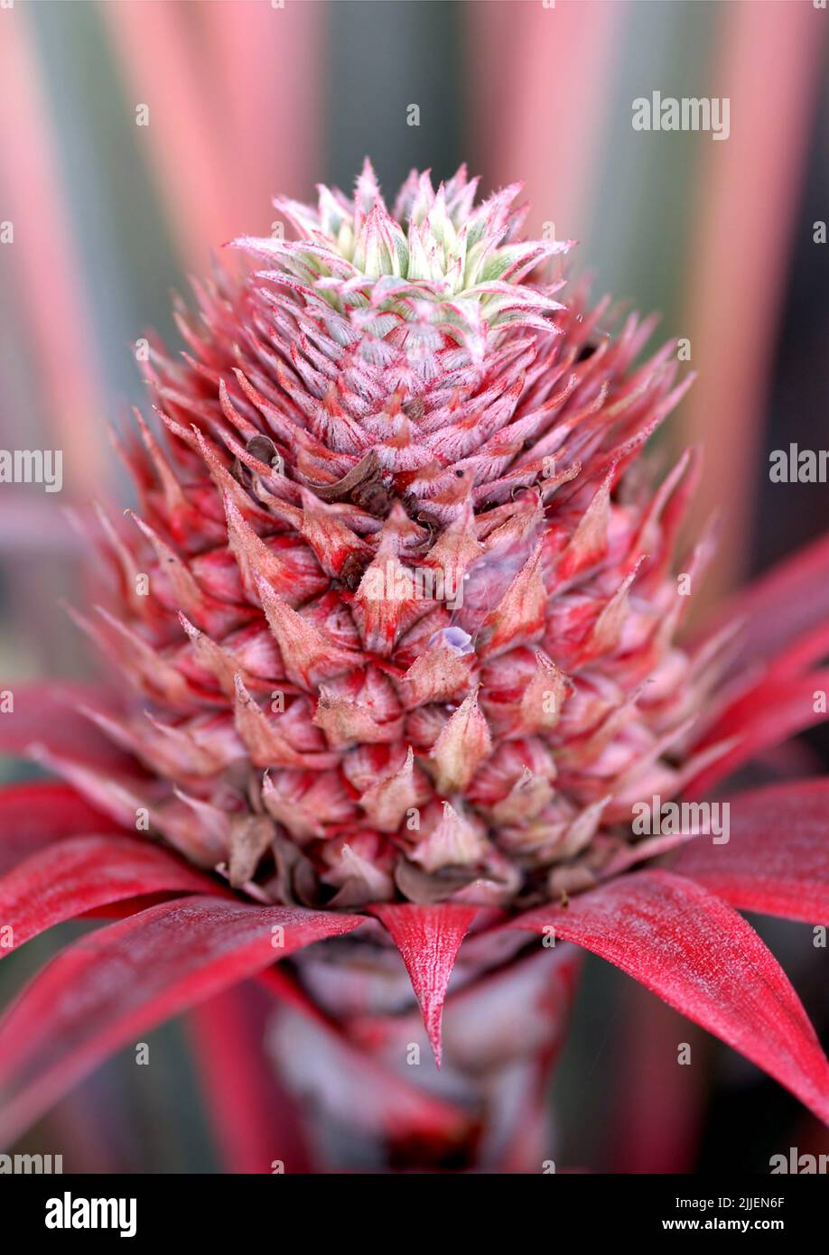 Ananas (ananas comosus, ananas sativus), rosa brillante e rosso ananas giovane Foto Stock