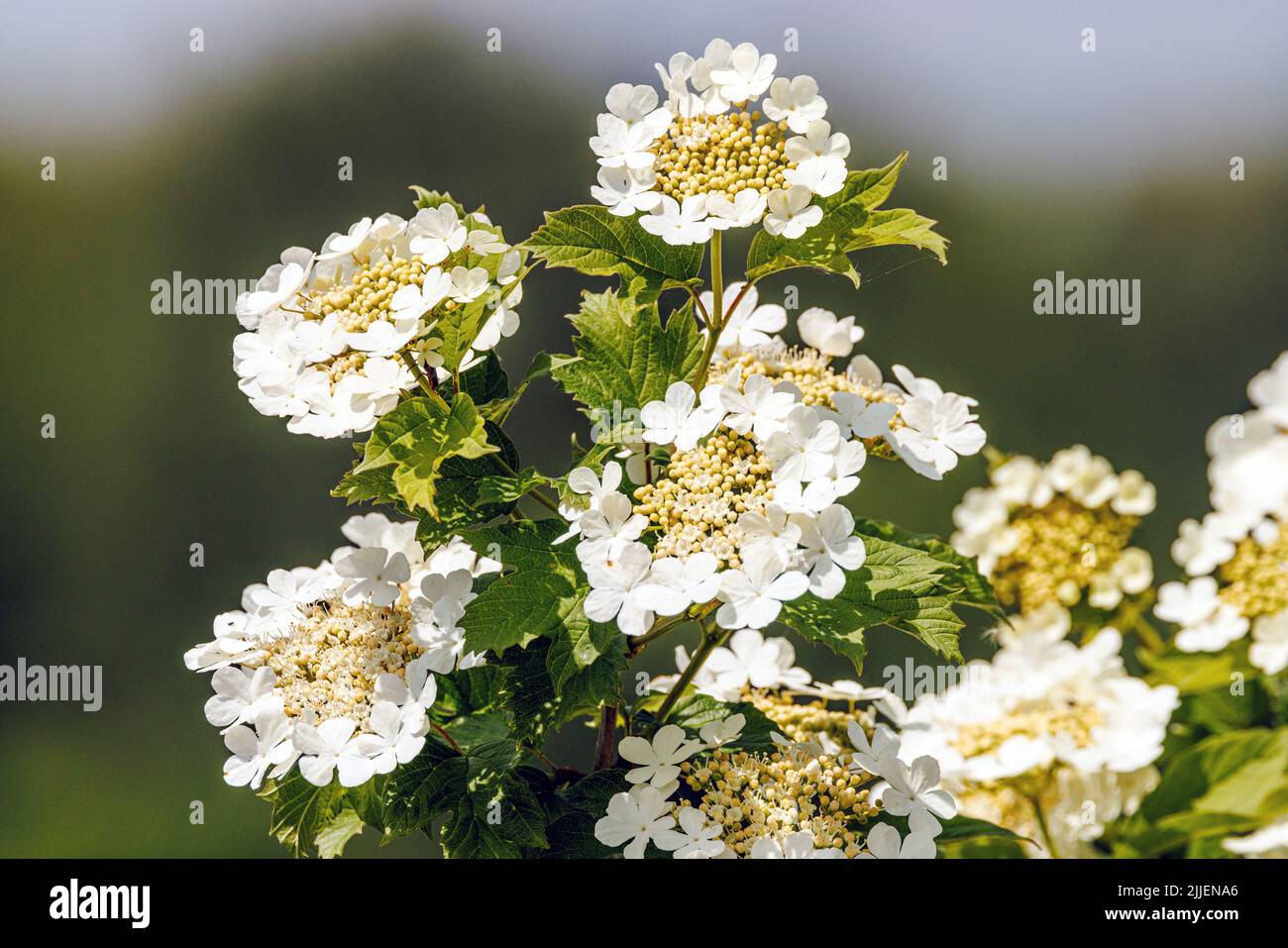 Viburnum di rosa guelder (Viburnum opulus), fiori, Germania, Baviera, IALISSOS Foto Stock