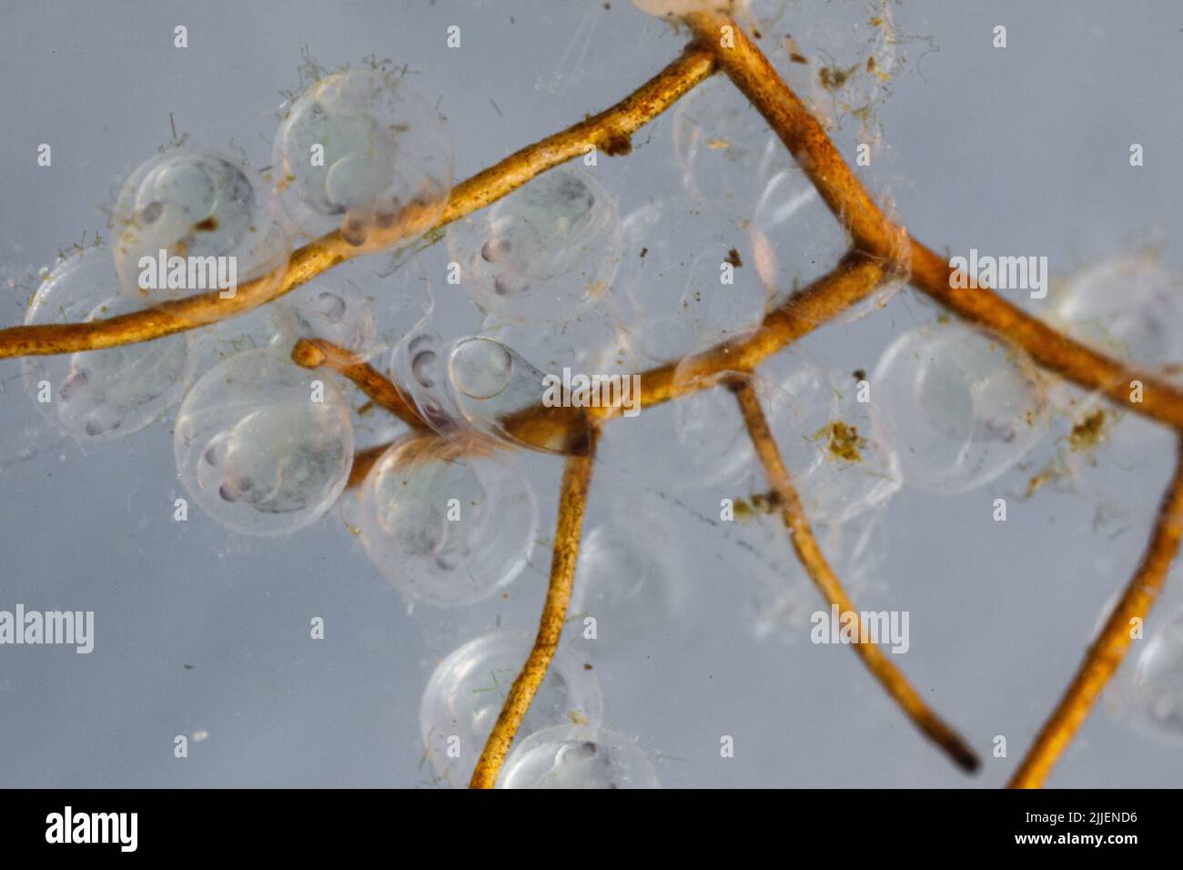 pike-persch, zander (Stizostedion lucioperca, Sander lucioperca), uova e larva su substrato rialzante otto giorni dopo la deposizione delle uova in acqua Foto Stock