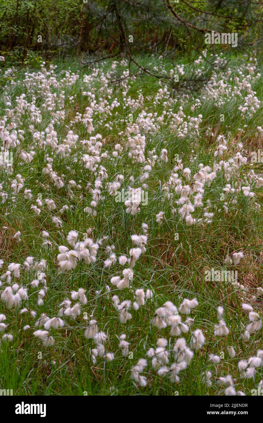 Erba di cotone comune, erba di cotone a foglia stretta (Eriophorum angustifolium), primavera nella zona umida Amtsvenn con erba di cotone fruttata, Germania, Foto Stock