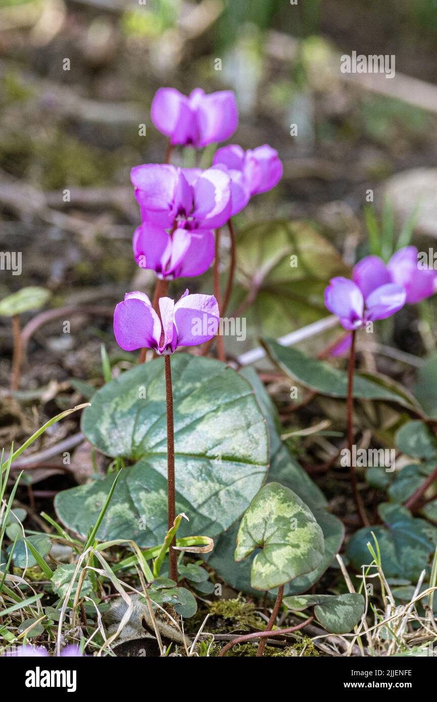 Orientale (ciclamino Ciclamino coum), fioritura Foto Stock