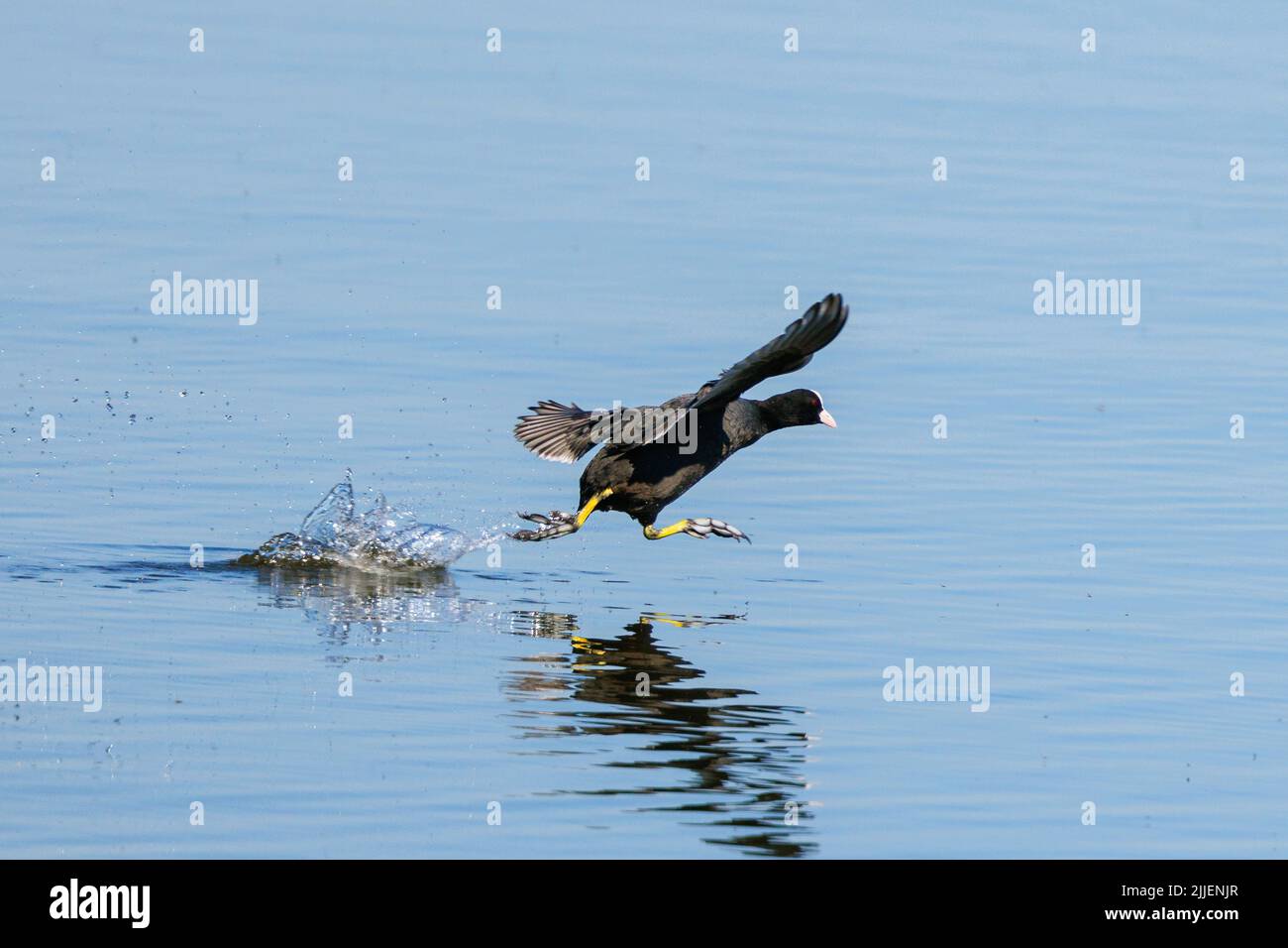 Black coot (Fulica atra), attacchi rivali, con immagine speculare, Germania, Baviera Foto Stock