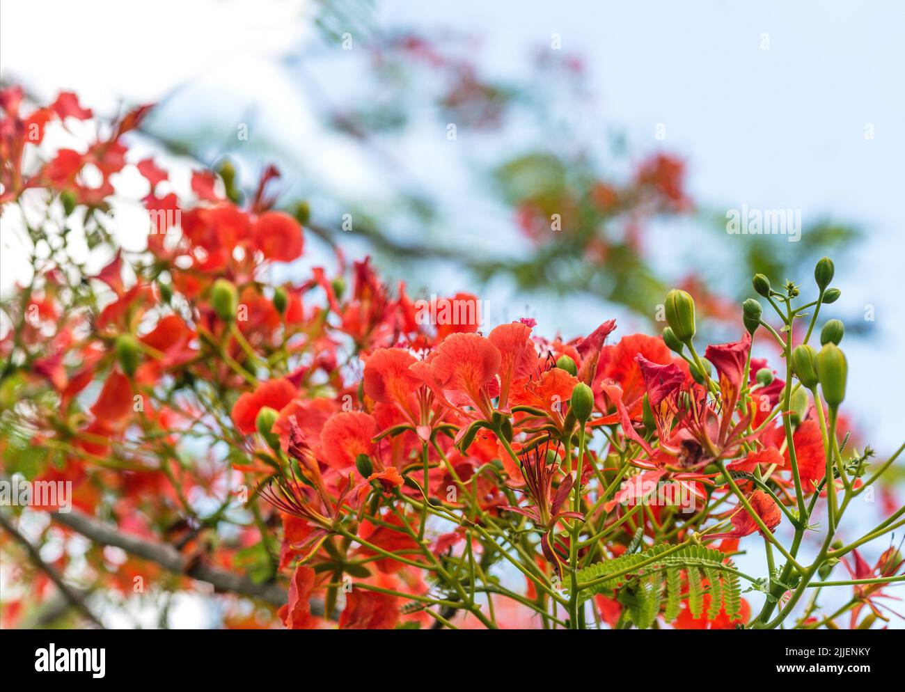 Fiore di pavone, Barbados orgoglio, nano poinciana, Barbados fiore-recinto, rosso uccello-di-paradiso, Uccello rosso del paradiso (Cesalpinia pulcherrima), Foto Stock