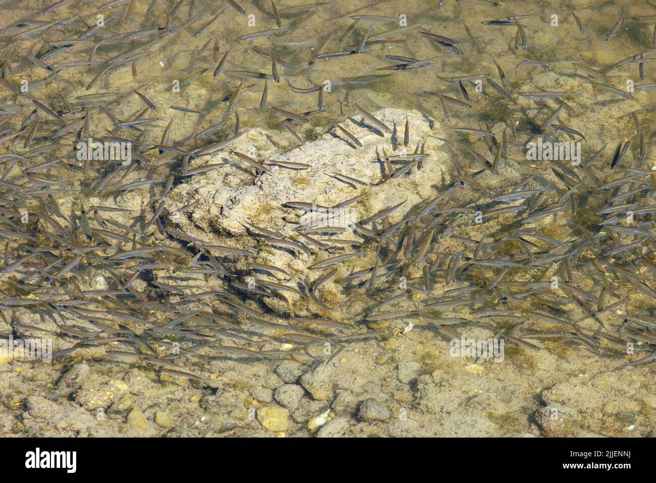 Comune tetro, tetro (Alburnus alburnus), grande scuola in acque poco profonde a riva, Germania, Baviera, Speichersee Foto Stock