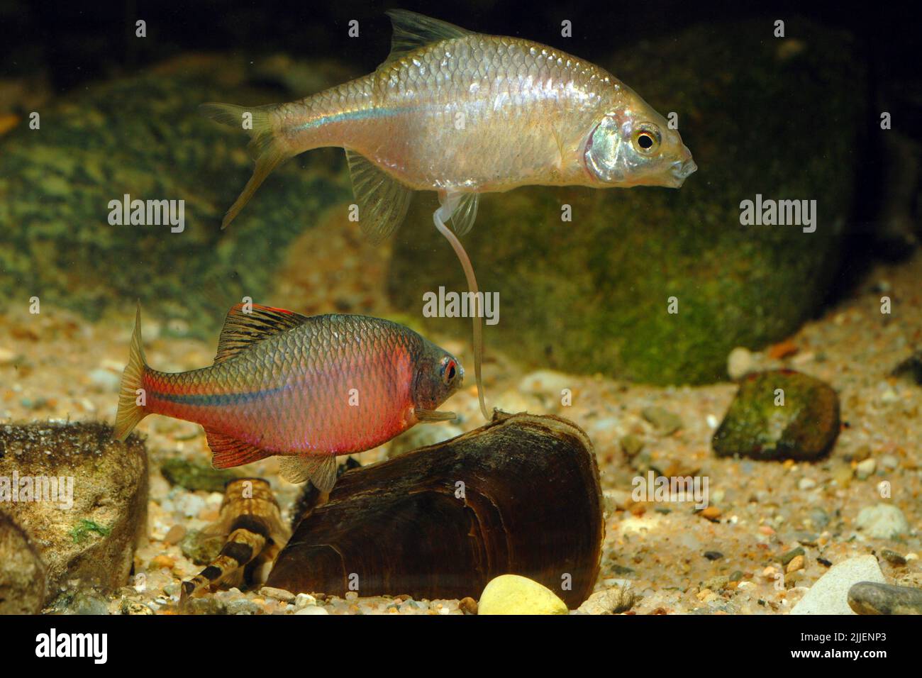 Bitterling (Rhodeus amarus, Rhodeus sericeus, Rhodeus sericeus amarus), femmina e maschio che si trasformano in un cozze di cigno, Germania Foto Stock