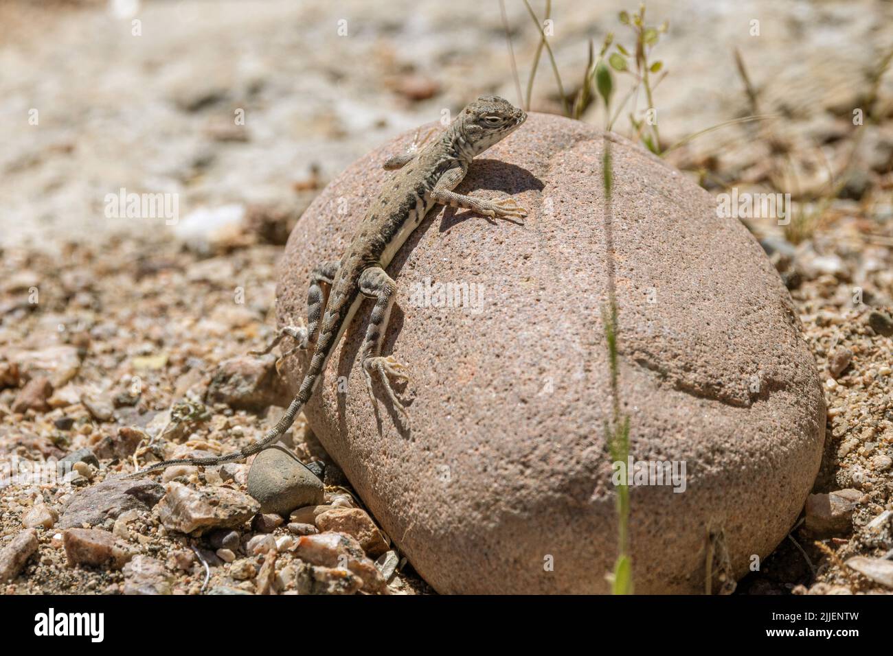 Elegante Lizard senza conte (cf Holbrookia elegans), prendere il sole su una pietra, Stati Uniti, Arizona, Bush Highway Foto Stock