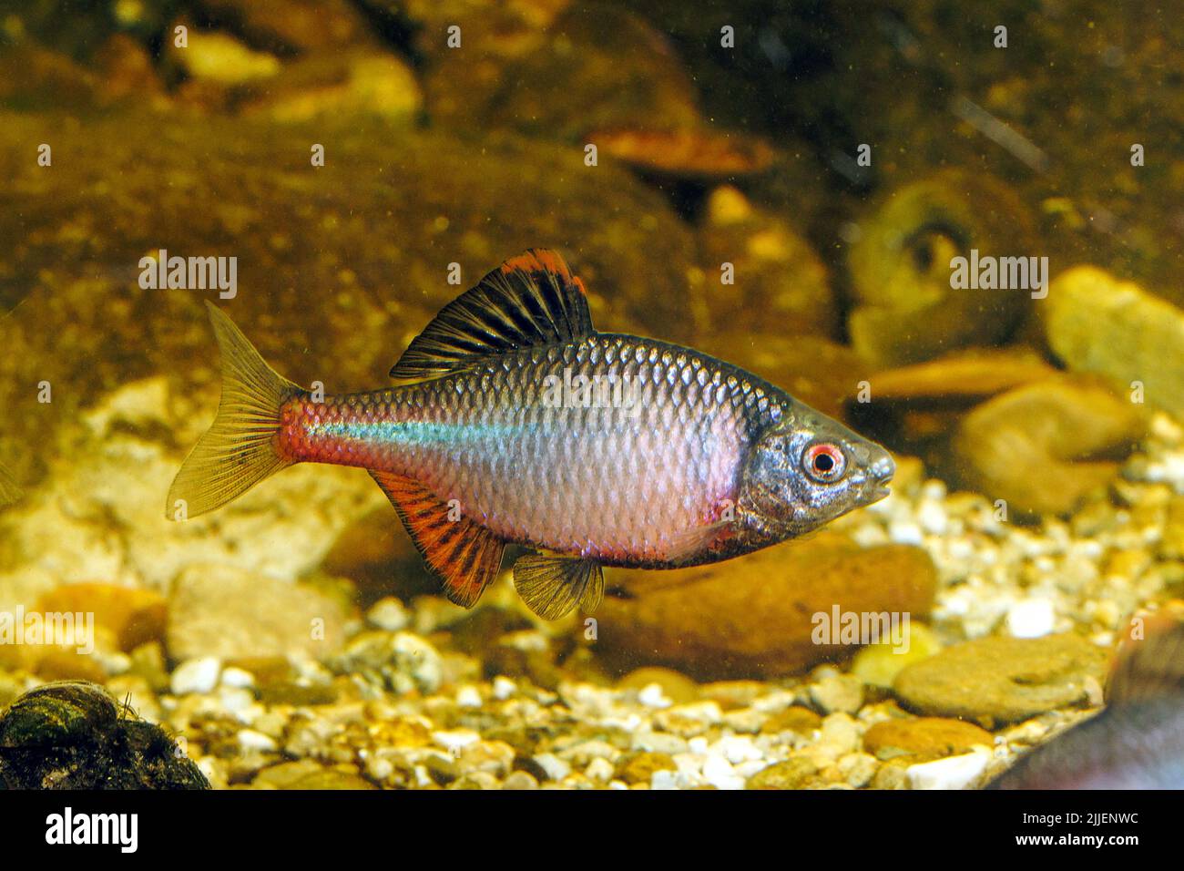 Bitterling (Rhodeus amarus, Rhodeus sericeus, Rhodeus sericeus amarus), displaying maschio con colorazione della riproduzione e guance, Germania Foto Stock