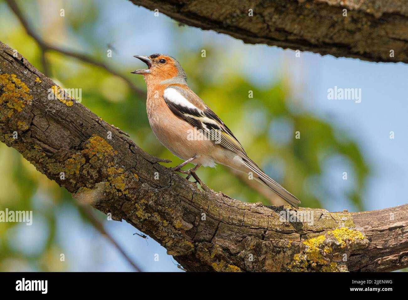 Chaffinch (Fringilla coelebs), cantando perches maschili su un ramo lichened, vista laterale, Germania, Baviera, Speichersee Foto Stock