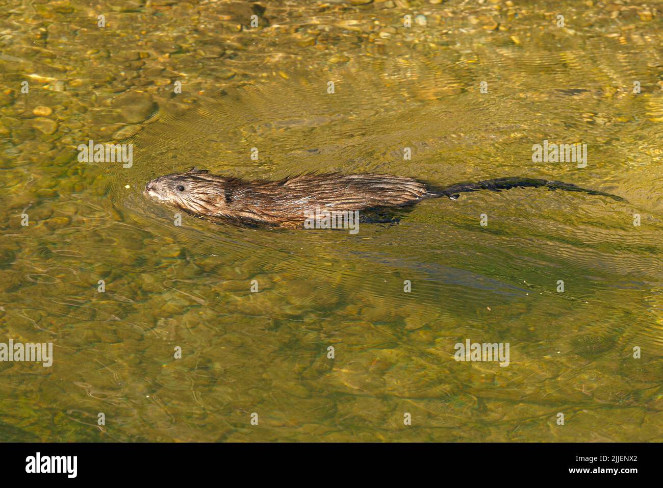 muskrat (Ondatra zibethicus), nuoto in un fiume, vista laterale, Germania, Baviera, Erdinger Moos Foto Stock