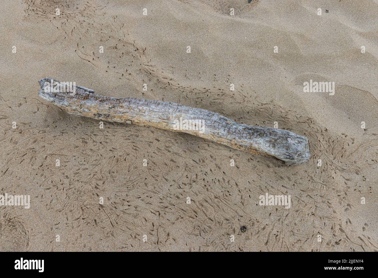Granchio fantasma, granchio fiddler (Ocypodidae), tracce di attività notturna nella sabbia accanto al driftwood, USA, Hawaii, Maui, Kihei Foto Stock