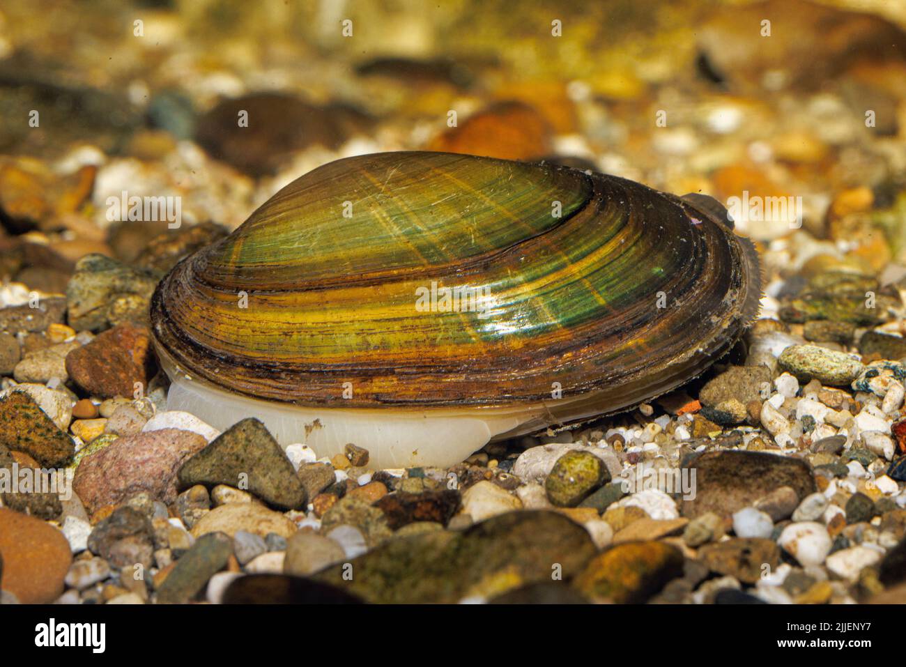Comune fiume mussel, comune centrale europeo fiume mussel (Unio crassus), scavato nel letto di ghiaia con il suo piede, la Germania Foto Stock