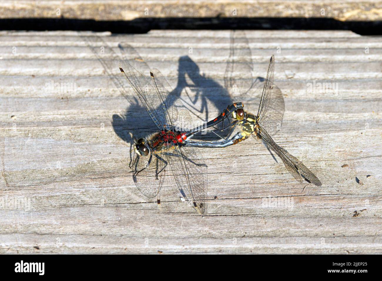 Darter bianco, libellula bianca (Leucorrinia dubia, Leucorhinia dubia), ruota di accoppiamento con ombra su una passerella, Germania, Baviera, Foto Stock
