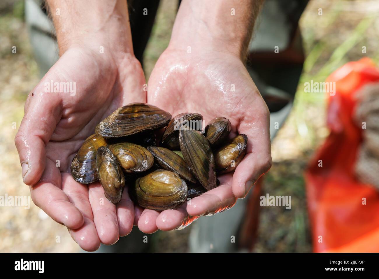 Comune fiume mussel, comune centrale europeo fiume mussel (Unio crassus), controllo di inventario, Germania, Baviera, Fluss Murn Foto Stock