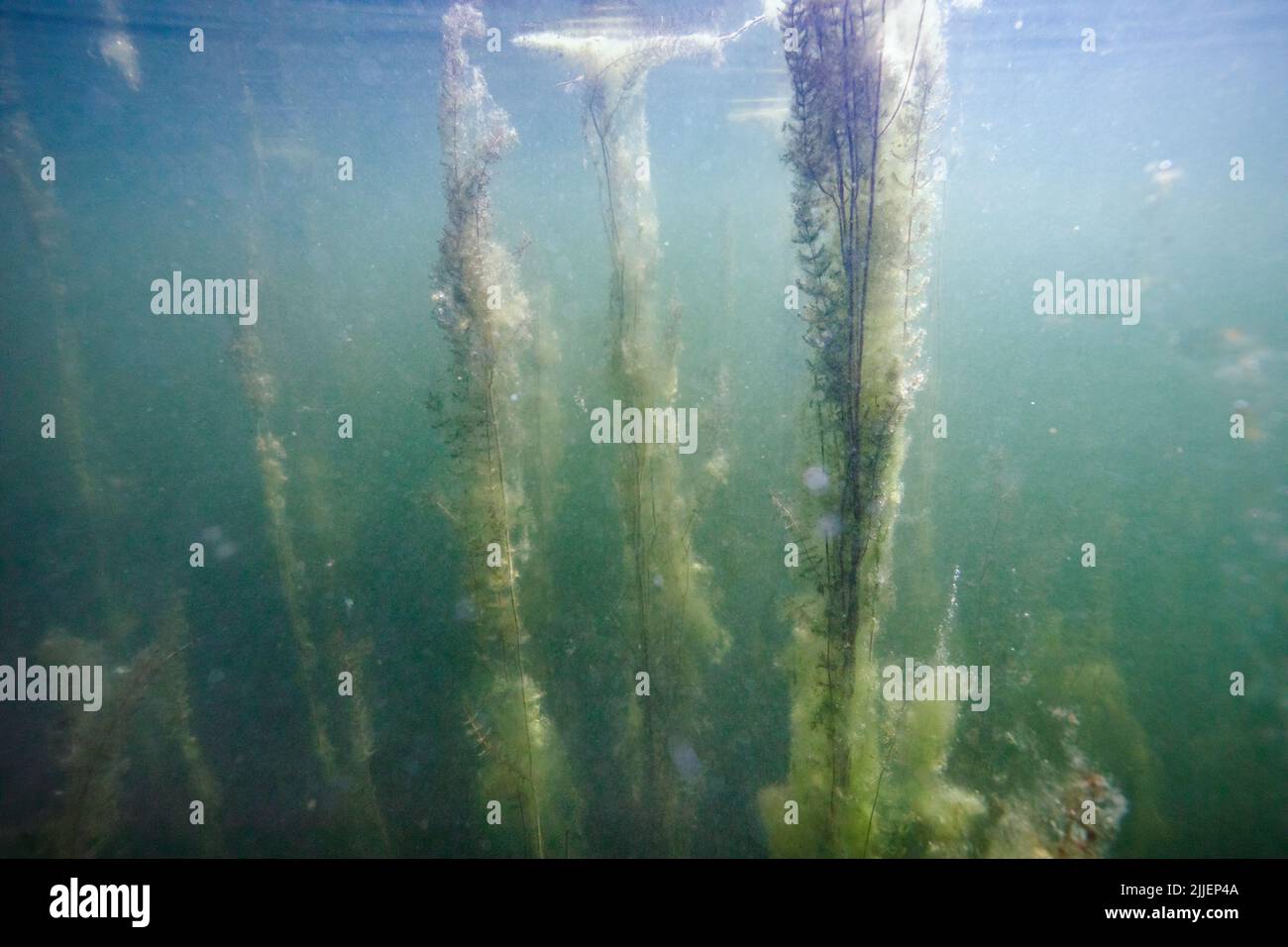Effetto fertilizzante in un lago, aumento della crescita di alghe su acqua milfoil, Germania, Baviera, Eggstaett-Hemhofer Seenplatte Foto Stock
