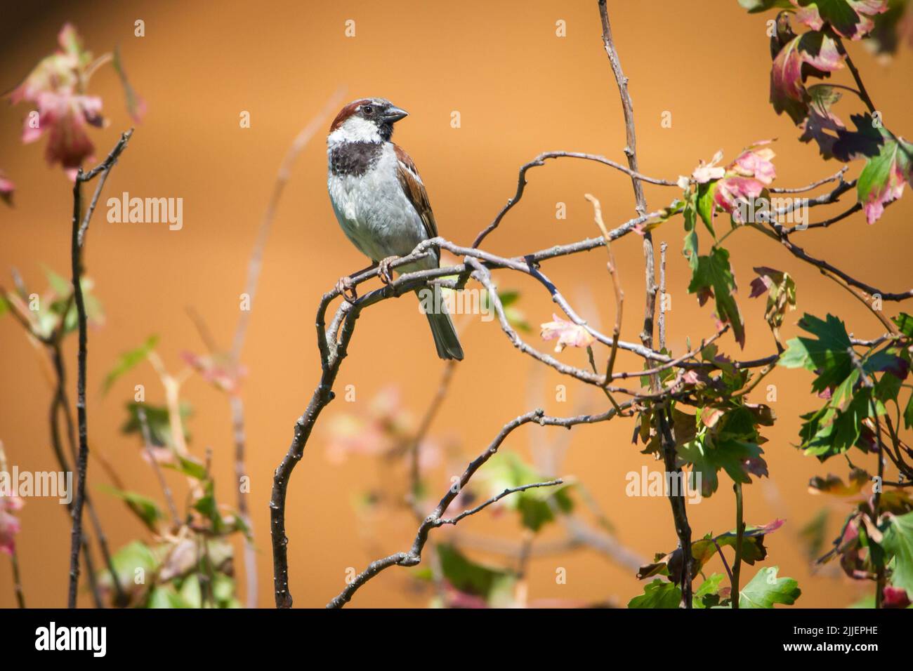 Passero di casa maschile (Passer domesticus) seduto in rami Foto Stock