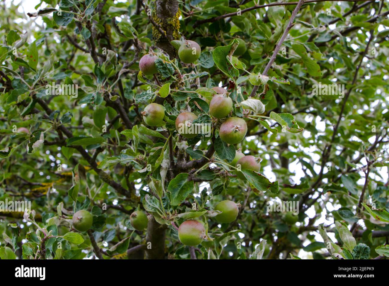 Uno sguardo alla vita in Nuova Zelanda: Una passeggiata intorno al mio giardino biologico e commestibile. Albero di mele Braeburn. Faccio il mio vino e ACV. Foto Stock