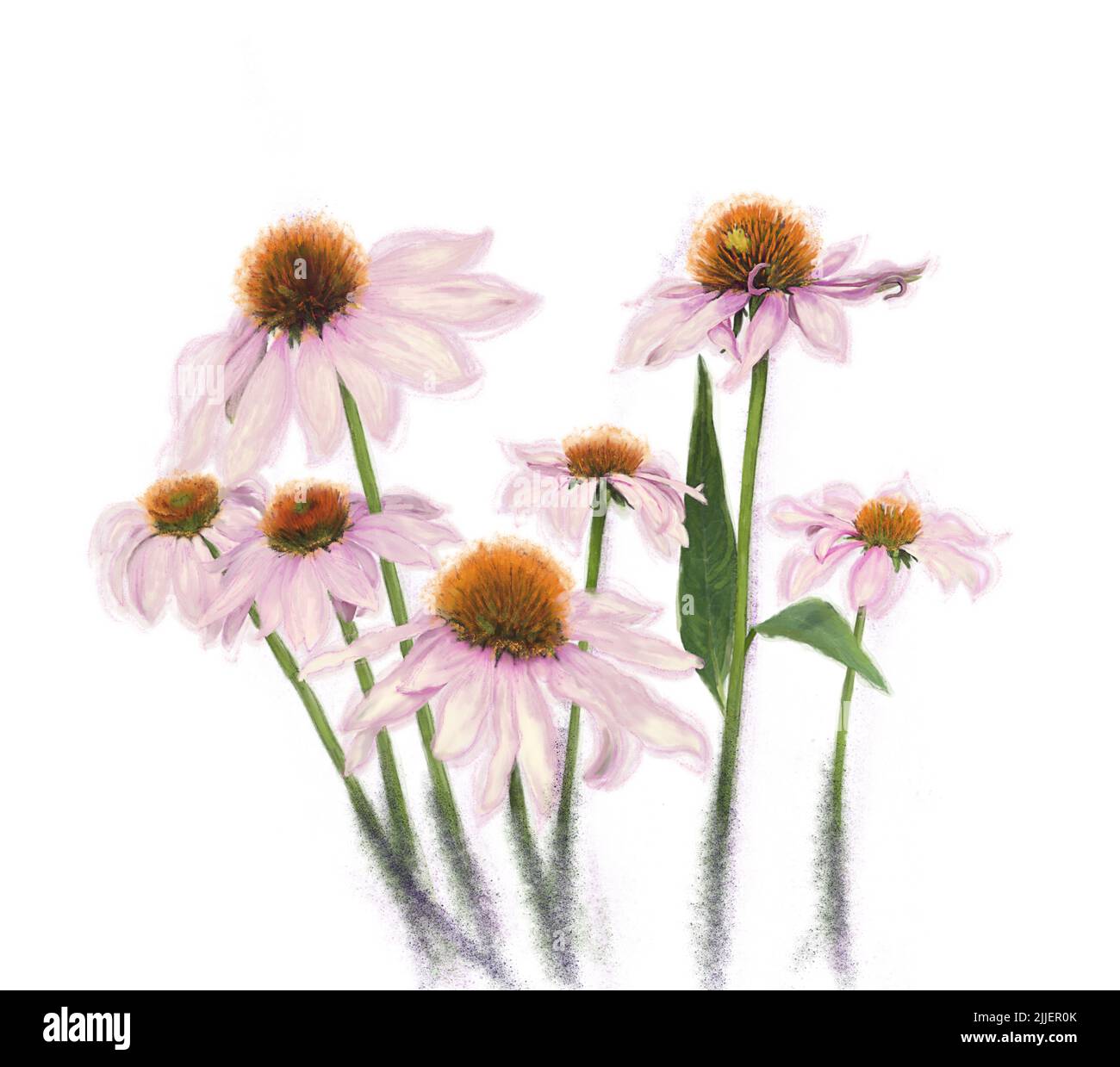 Pittura digitale di acquerello dei fiori rosa della Daisy su sfondo bianco Foto Stock