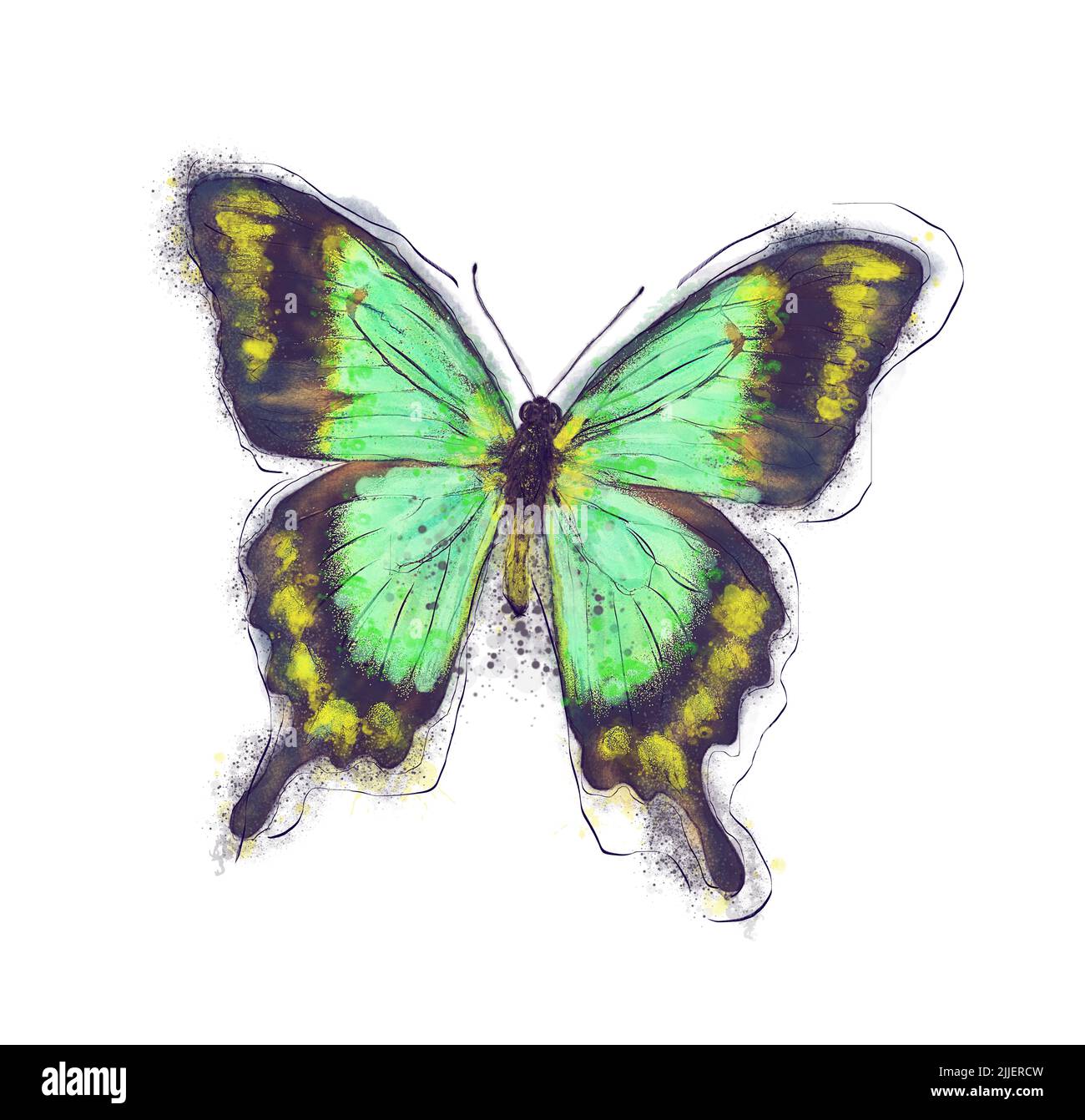 Acquerello Pittura digitale di farfalla tropicale su sfondo bianco Foto Stock