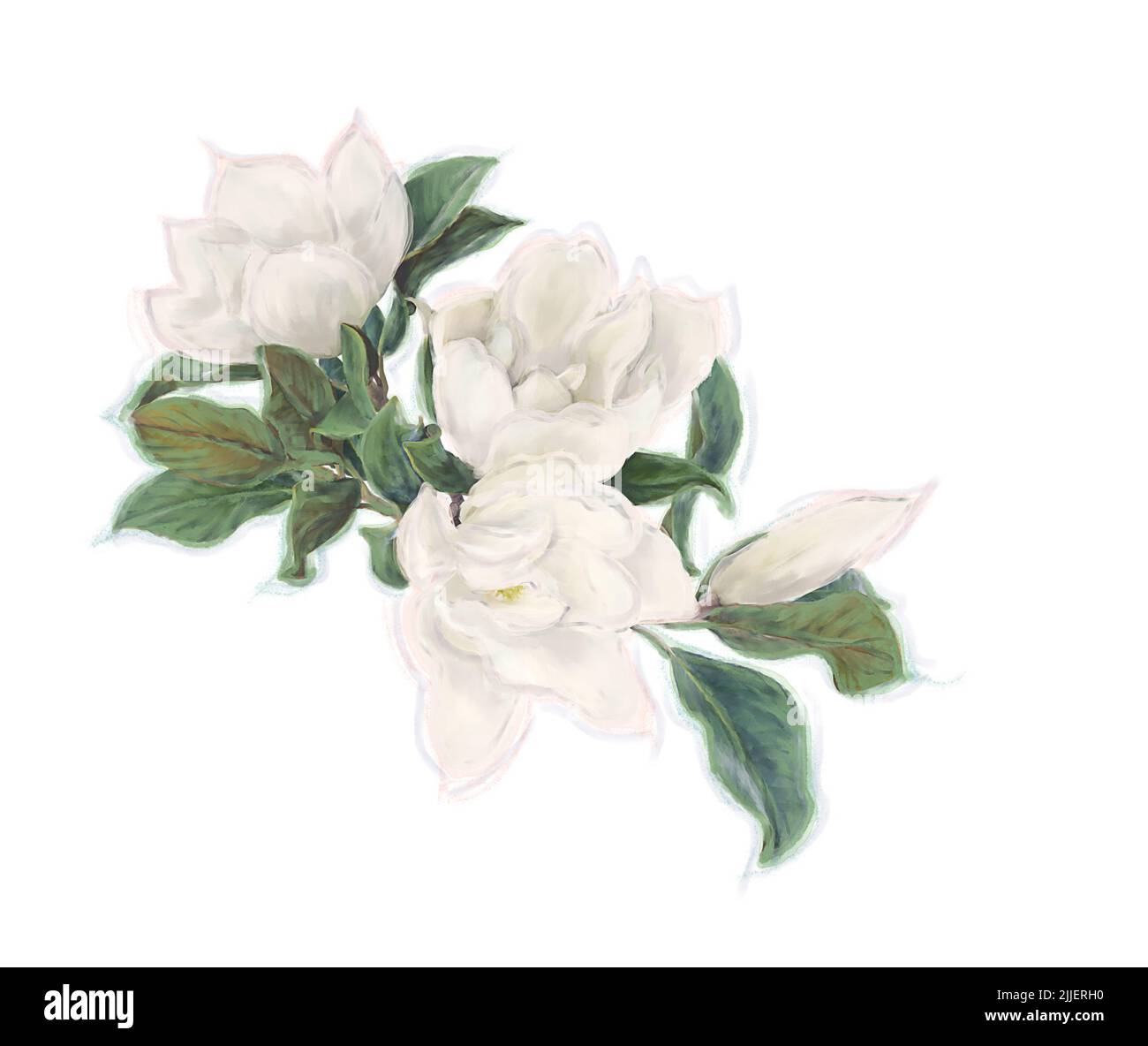 Magnolia Fiori su sfondo bianco. Immagine acquerello. Foto Stock