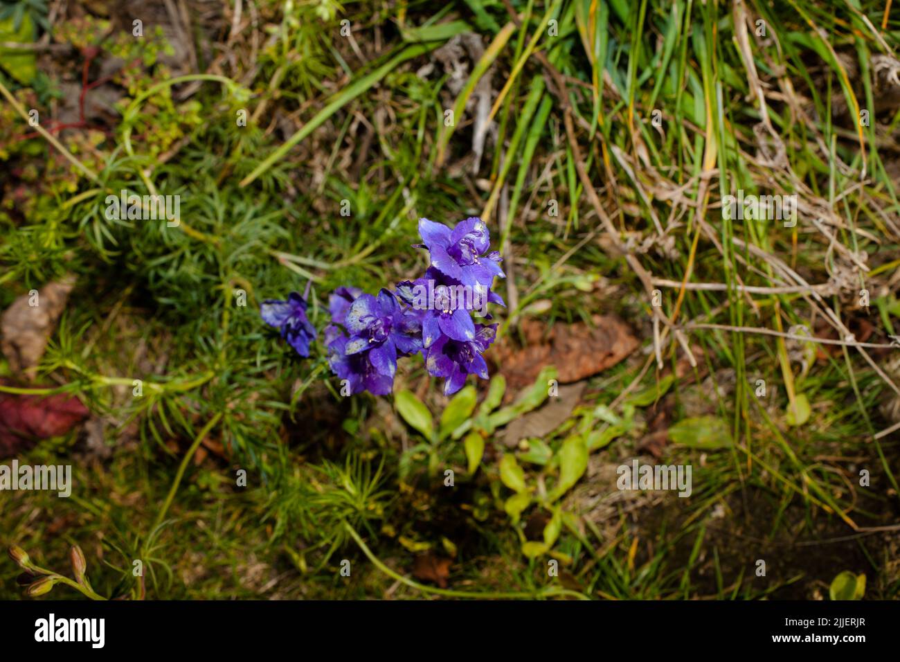 Uno sguardo alla vita in Nuova Zelanda: Una passeggiata intorno al mio giardino biologico e commestibile. Alcuni fiori non commestibili, ma i colori meravigliosi attraggono le api. Foto Stock