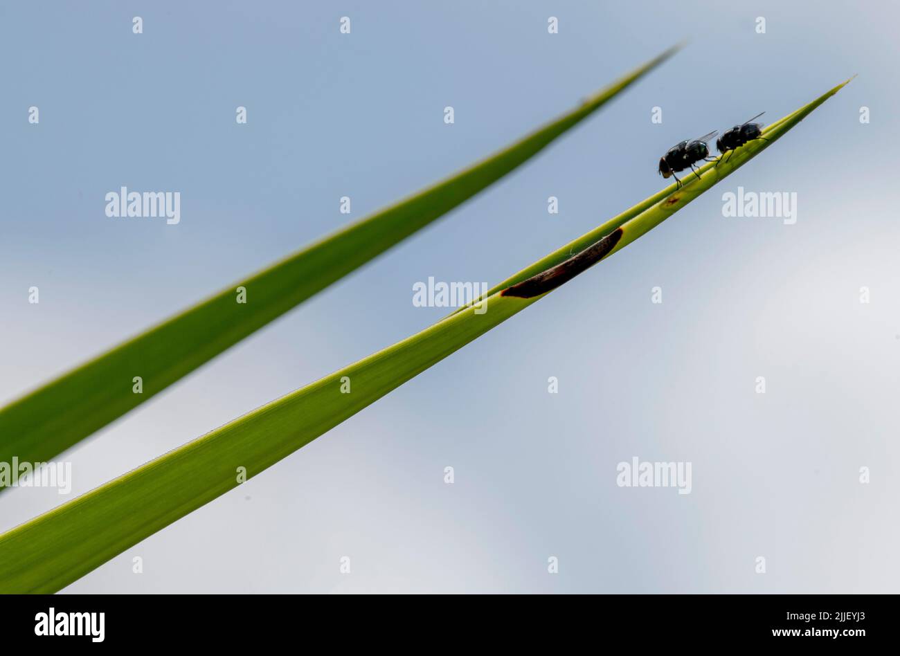 Due famiglie (Musca domestica) seduti su una foglia a Sydney, NSW, Australia (Foto di Tara Chand Malhotra) Foto Stock