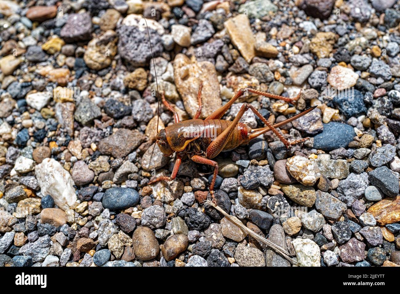 Primo piano di un cricket mormone nella natura selvaggia su una superficie di ghiaia Foto Stock