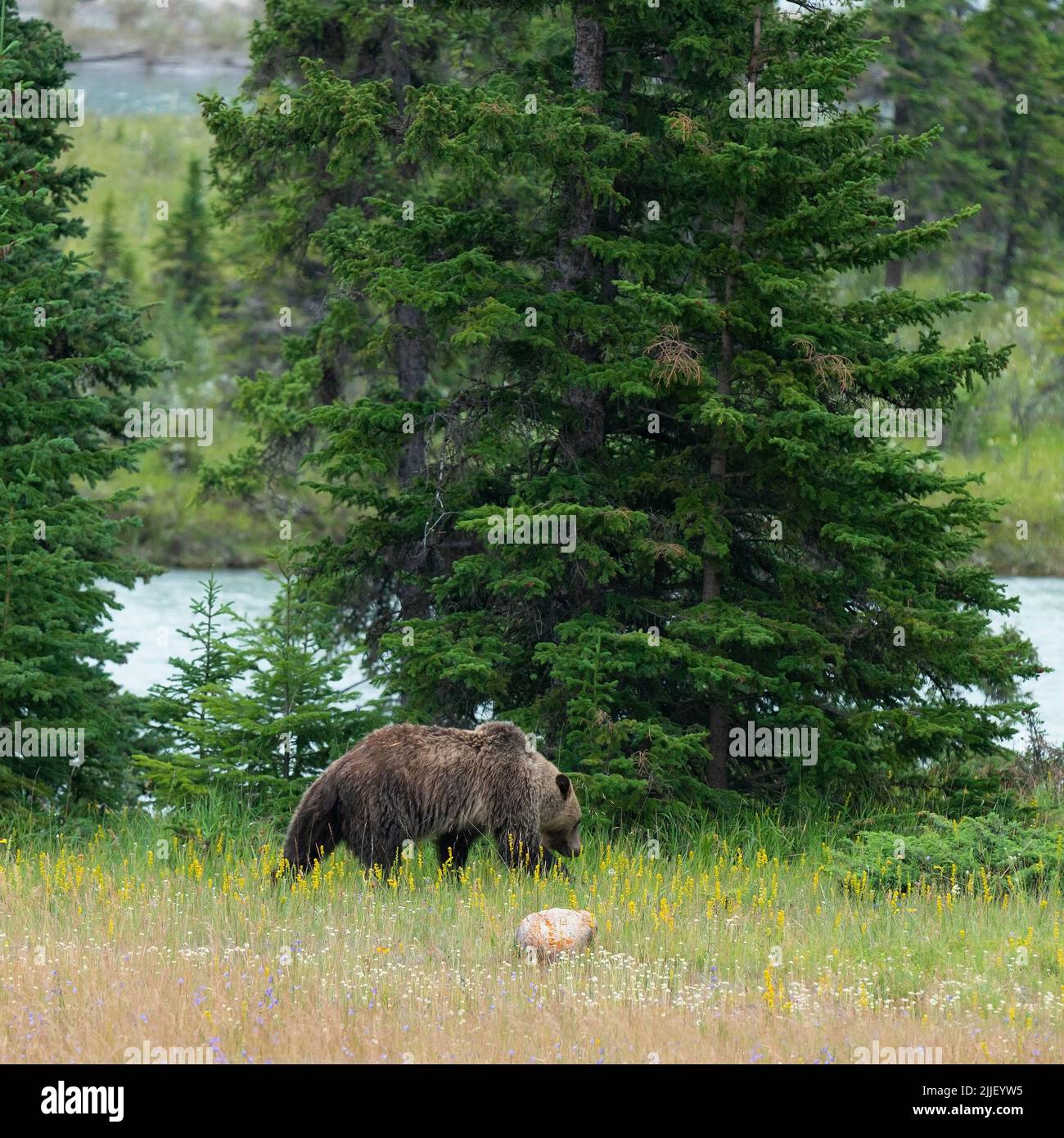 Orso di Grizzly (Ursus arctos horribilis) camminando lungo il fiume Athabasca, il parco nazionale di Jasper, Alberta, Canada. Foto Stock
