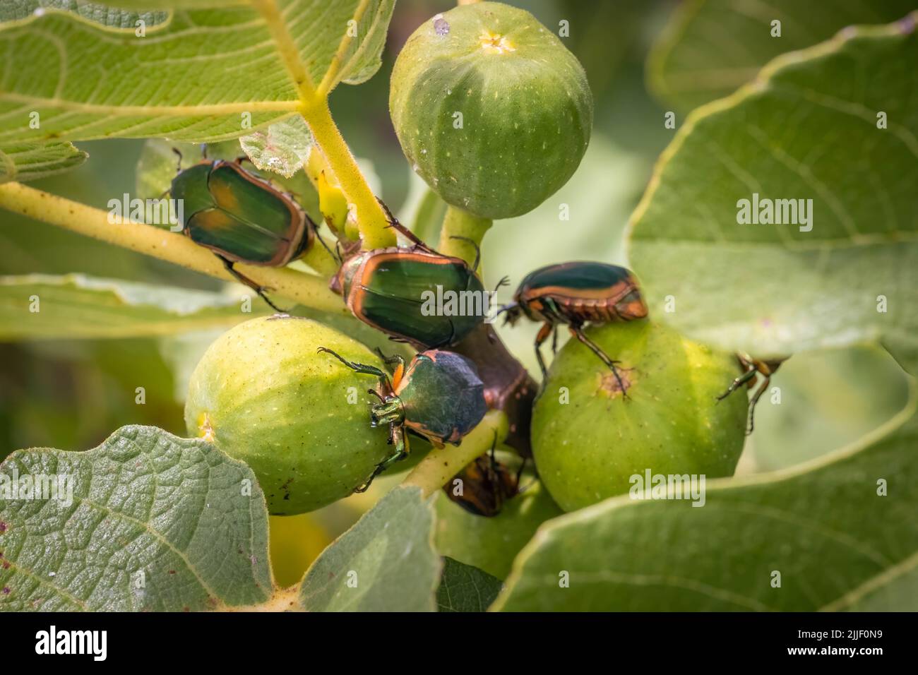 Green June Beetles (Cotinis nitida) festa su un grappolo di fichi. Raleigh, Carolina del Nord. Foto Stock