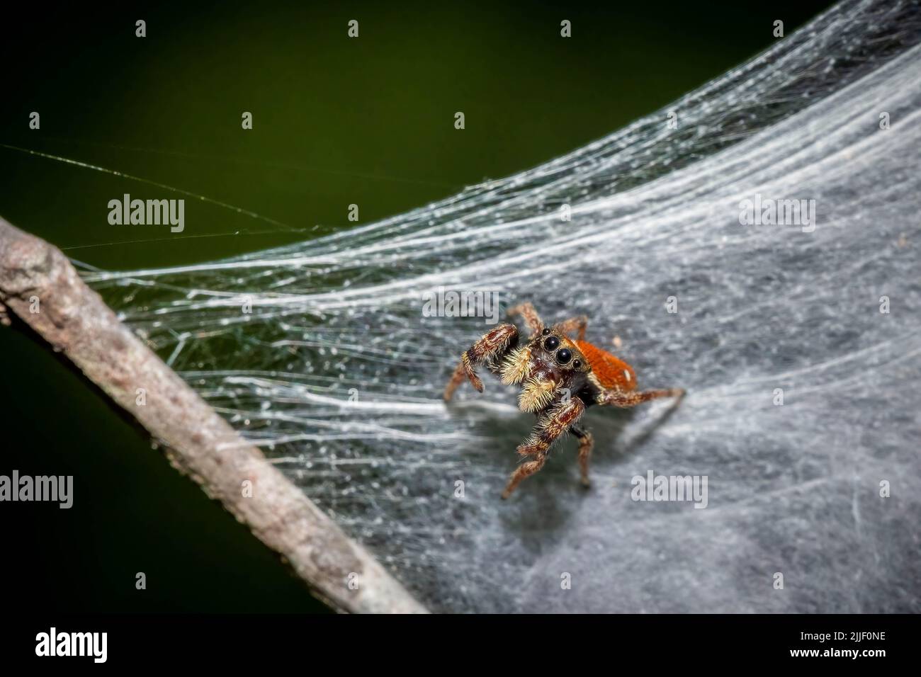 Una piccola e carina Whitman's Jumping Spider (Phidippus whitmani) che si posa dalla sua piccola patch di nastro. Noto per imitare il Velvet ANT. Raleigh, North Carol Foto Stock