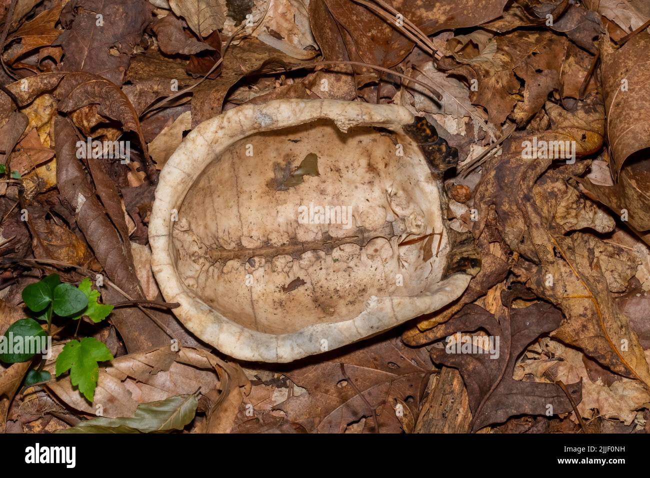 La carapace di una tartaruga della scatola orientale si trova capovolta nella foresta. Raleigh, Carolina del Nord. Foto Stock