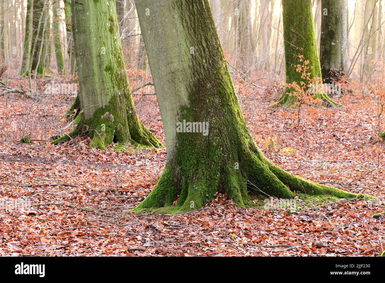 Vista paesaggio di alberi forestali naturali nella natura. Cadute foglie che circondano la vita in un ambiente nebbia e misterioso all'aperto. Sfondo di verde Foto Stock