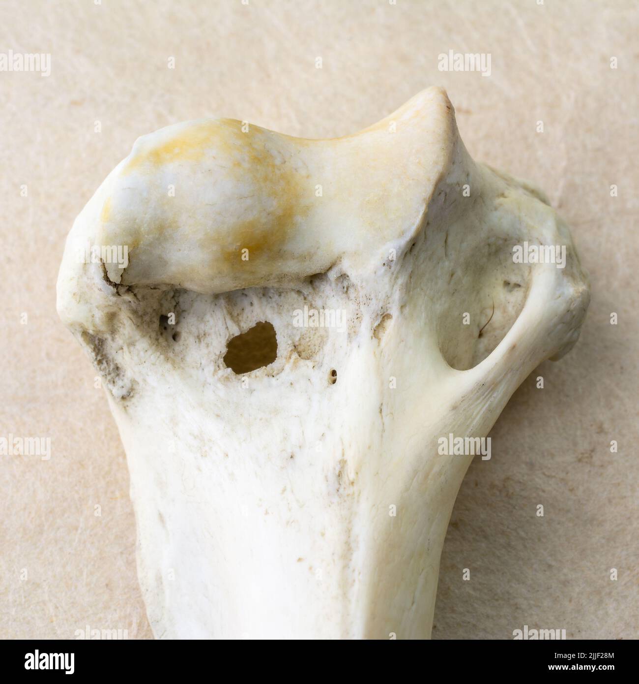 Raccoon cane bleached gamba osso articolare Foto Stock