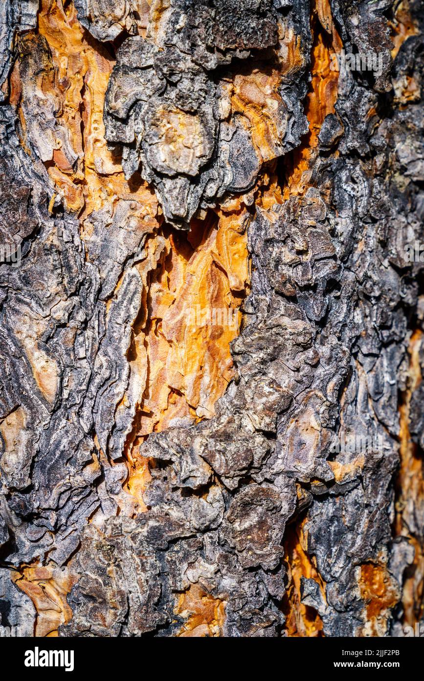 Immagine ravvicinata della corteccia di pino con una bella texture Foto Stock