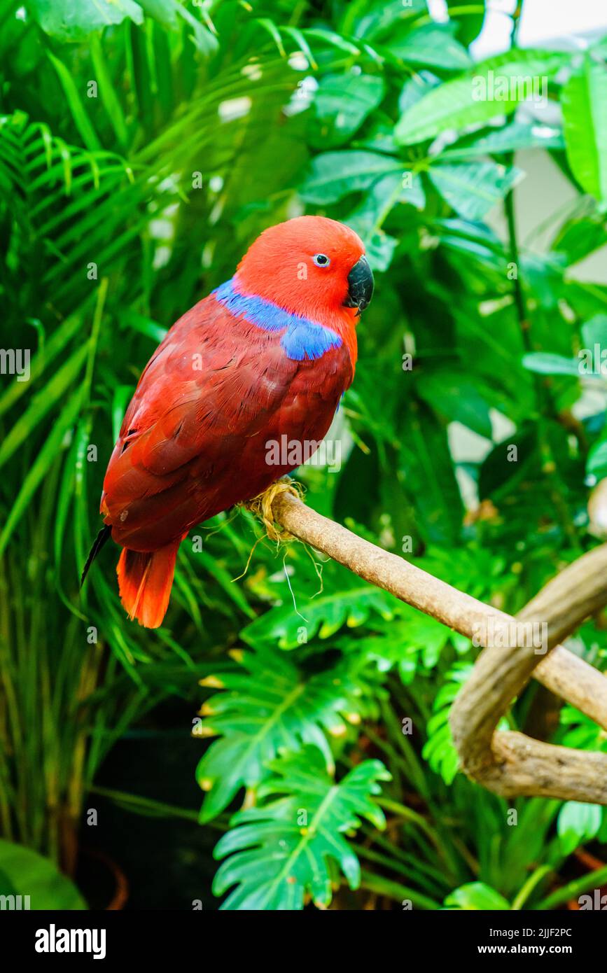 Ritratto di pappagallo Papuan Eclectus in un habitat naturale Foto Stock
