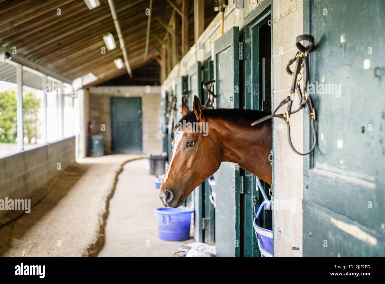 Cavallo da corsa purosangue in una stalla a Lexington, Kentucky Foto Stock