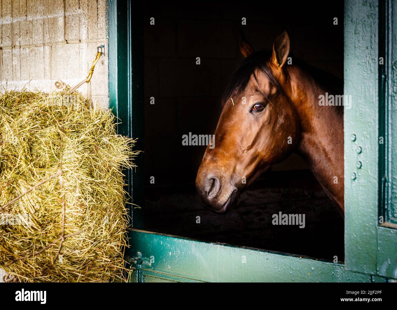 Cavallo da corsa purosangue in una stalla a Lexington, Kentucky Foto Stock