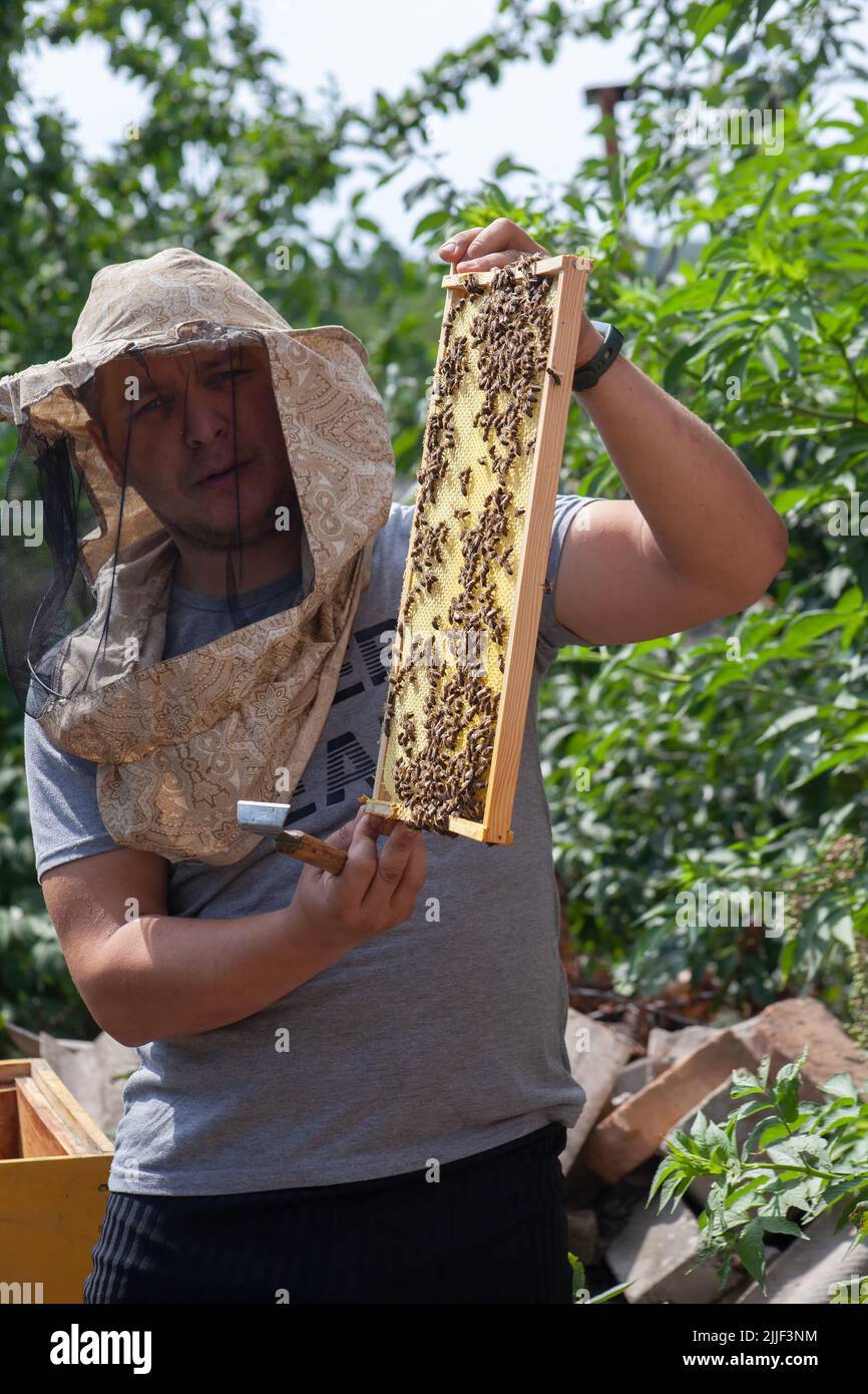 Un apicoltore maschio tiene una cornice con miele e api. Lavora all'apiario. Indagine di colonie di api in alveari Foto Stock