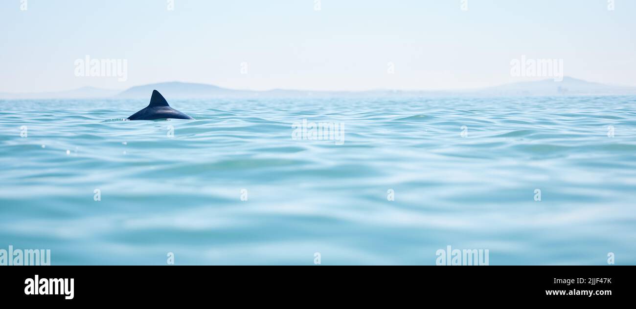 Scivolando sulle acque blu, un delfino che nuota sulla superficie dell'oceano. Foto Stock