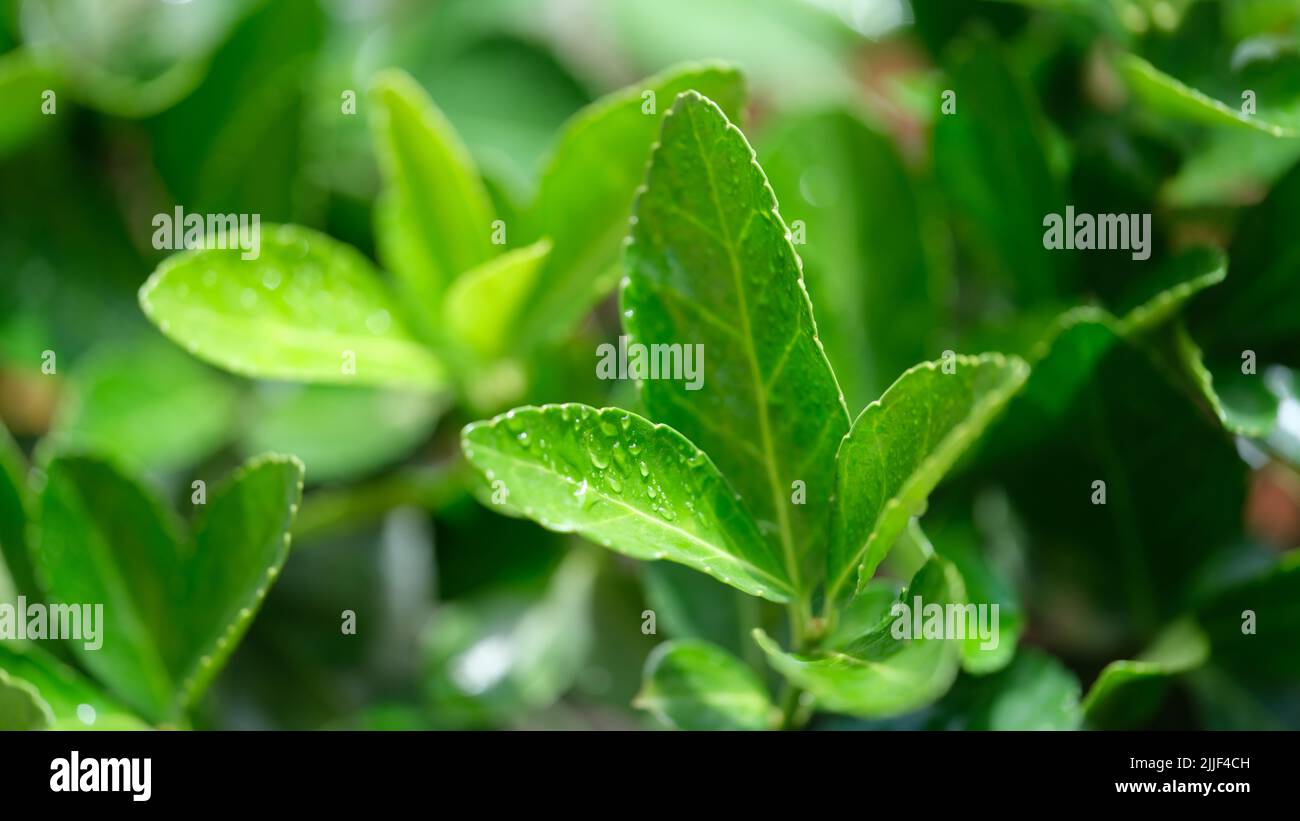 Foglie di piante verdi fresche con gocce di rugiada Foto Stock