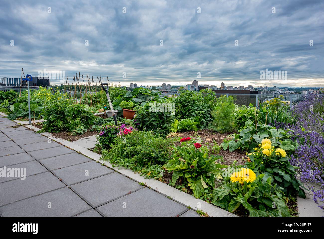 Un giardino comunale sul tetto di un edificio condominio di Vancouver, BC Foto Stock