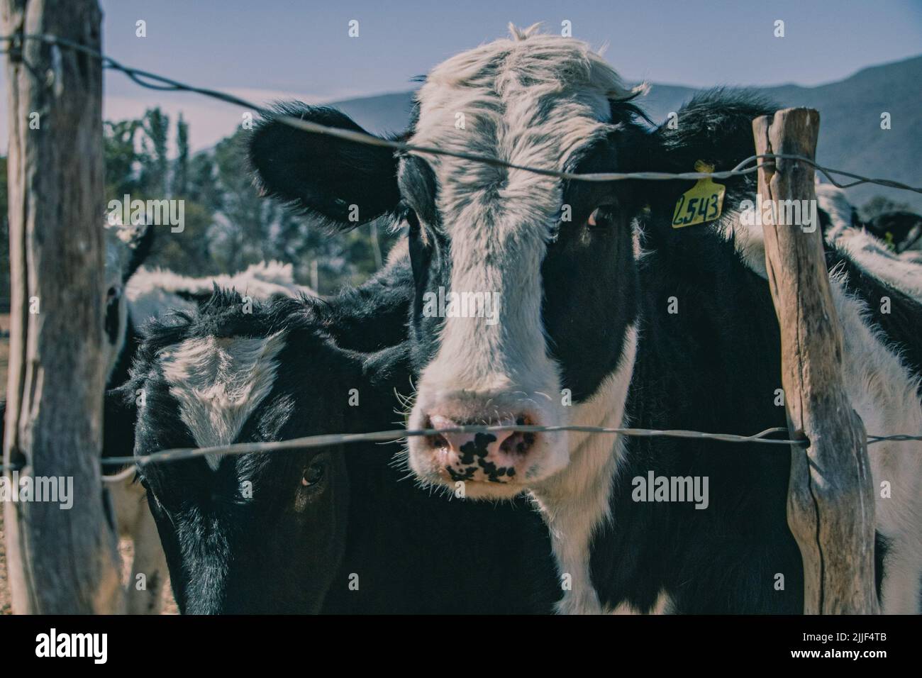 Salta, Argentina. 13th luglio 2022. Il vitello si trova alla barriera. Questo caseificio si trova nella periferia di Salta, Argentina e ha circa 800 mucche. Le vacche femmine vengono inseminate artificialmente per la prima volta all'età di 15 mesi. La gravidanza di una mucca, è come quella di un essere umano, dura nove mesi. Una volta che il vitello è nato, la mucca è munguta giornalmente dalla macchina. In media, sei-otto settimane dopo la nascita del vitello, la vacca viene inseminata di nuovo. Dopo circa 5-6 anni smette di dare il latte e l'animale viene macellato. (Credit Image: © Lara Hauser/SOPA Images via ZUMA Press Wire) Foto Stock