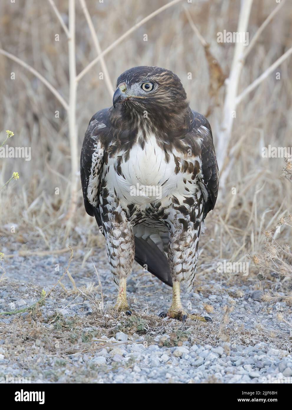 Hawk Juvenile con coda rossa in piedi sul terreno. Palo Alto Baylands, Contea di Santa Clara, California, Stati Uniti. Foto Stock