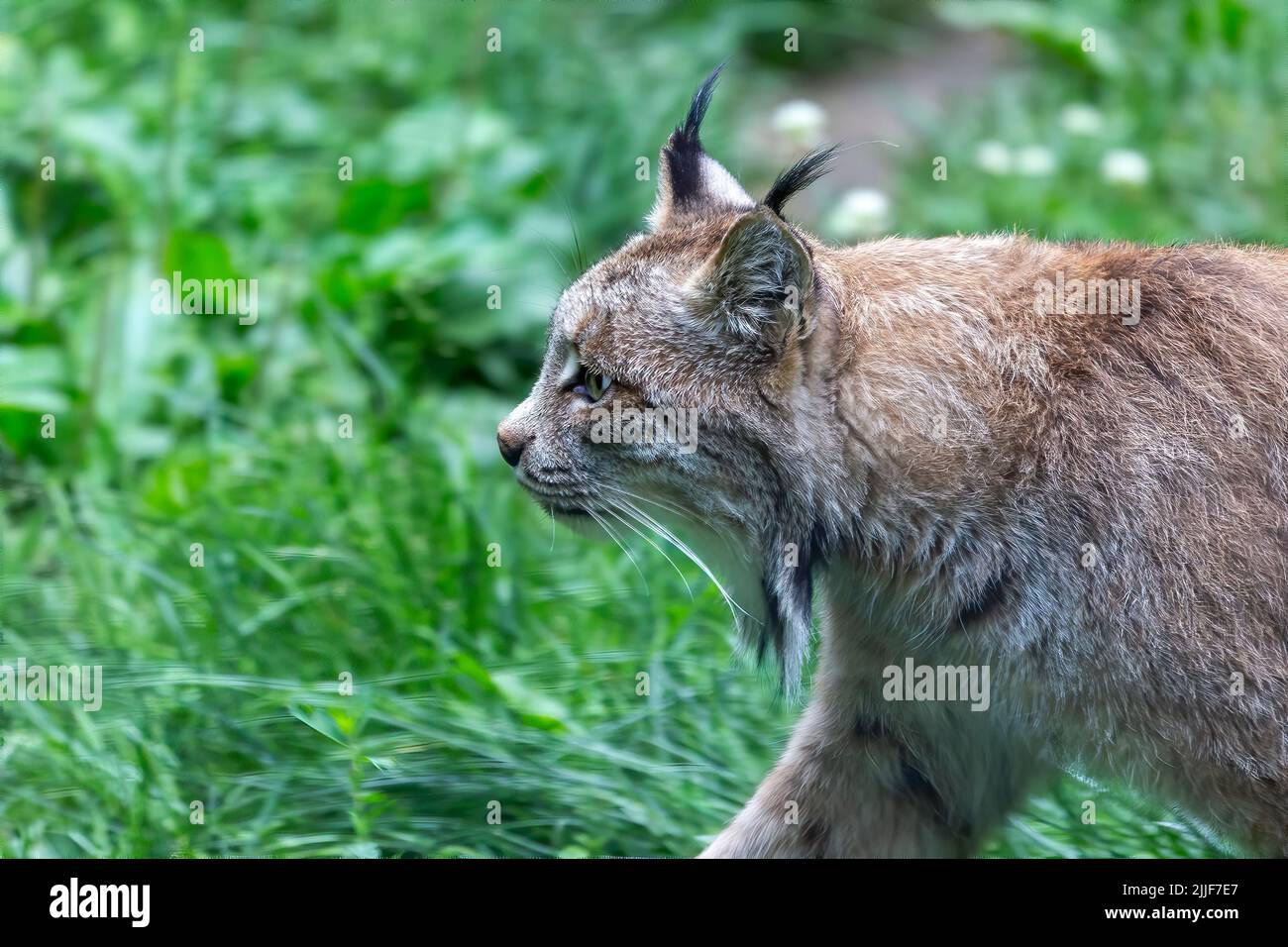La lince canadese (Lynx canadensis) è una specie originaria del Nord America Foto Stock