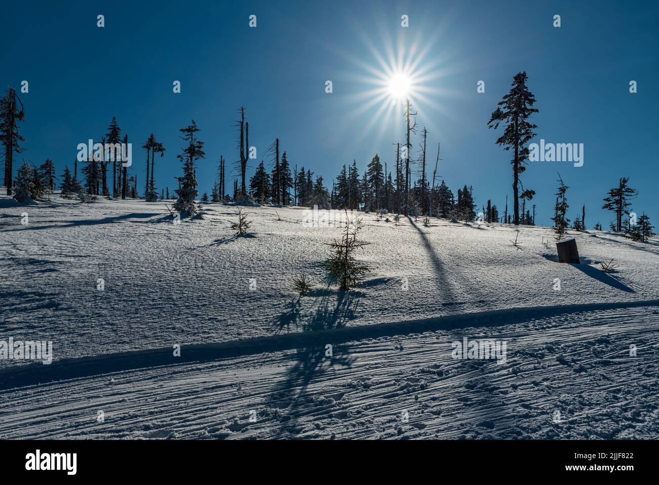 Paesaggio invernale con pista da sci di fondo ben preparata, pochi alberi, cielo limpido e sole sulle montagne di Kralicky Sneznik nella repubblica Ceca Foto Stock