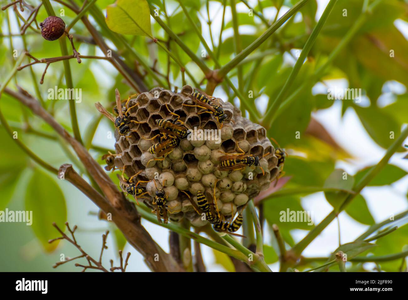 Un nido di vespa nel mezzo della vegetazione, con molte vespe che si muovono sulla superficie Foto Stock