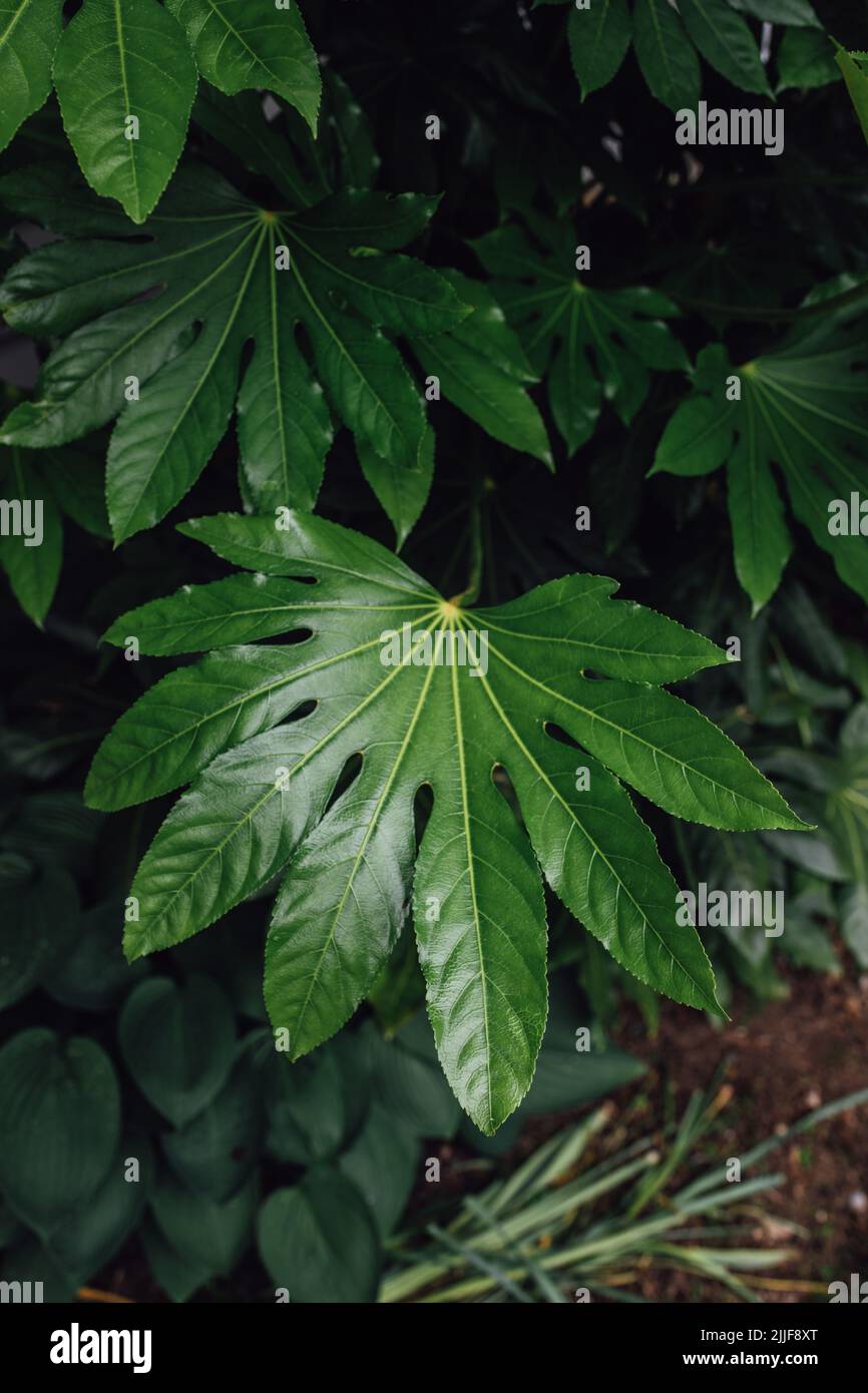 Fatsia japonica, fatsi, giapponese aralia, pianta di carta lucida, falsa pianta di olio di ricino, palma di foglie di fico Foto Stock