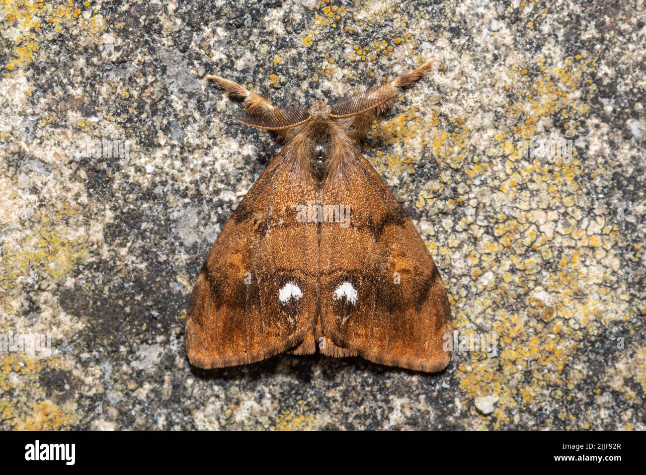 Orgyia antiqua, il vaporizzatore o la mosca arrugginita, primo piano di un insetto maschio, Inghilterra, Regno Unito Foto Stock