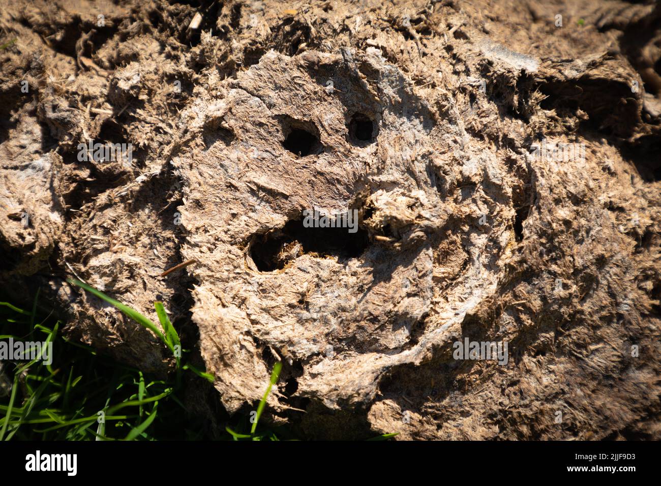 Mucca pat con due punti come un volto, Lundy, Devon Foto Stock