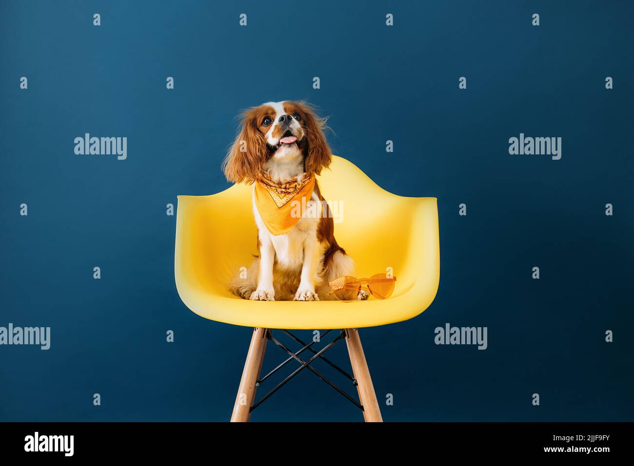 Carino cane seduto su sedia gialla contro sfondo blu Foto Stock