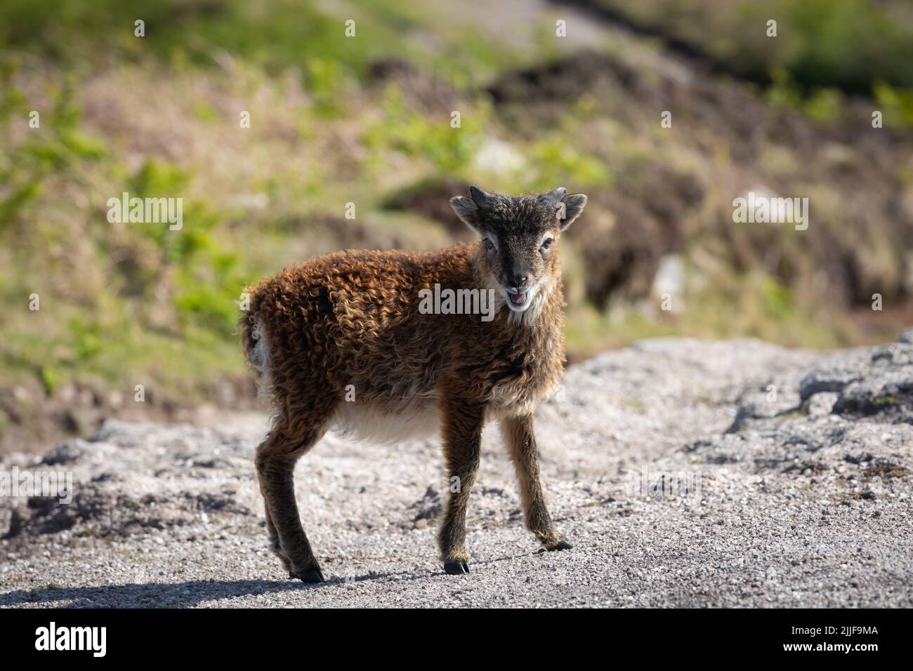 Curioso giovane pecora di zizzone su Lundy Foto Stock